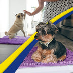 Muddy Mat® | Super Absorbent Door Mat Indoor, Microfiber Quick Dry Chenille Entryway Rug, Non-Slip Front Door Mat, Indoor Mats for Entryway, Machine Washable Pet Rug, Purple 48"x60"